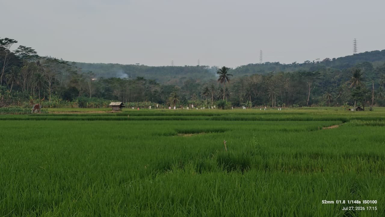 Pemandangan sawah di Desa Cikadu