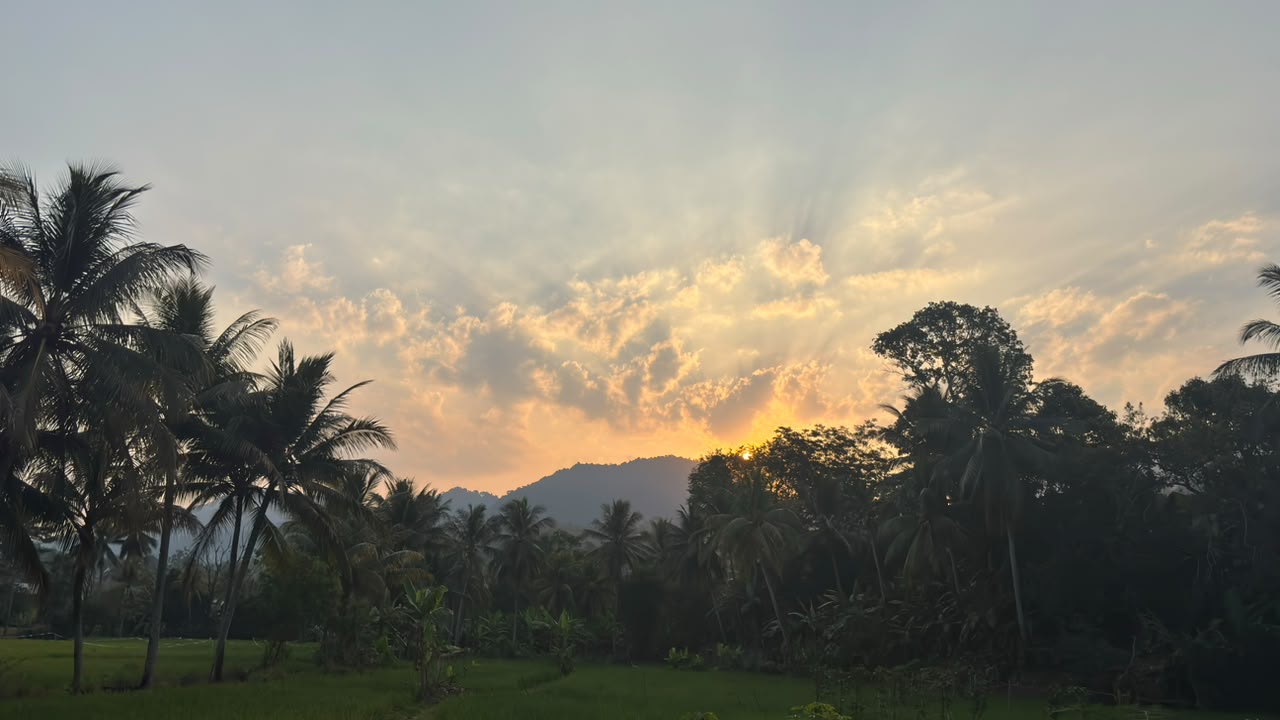 Pemandangan sawah di Desa Cikadu